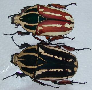 Mecynorrhina ugandensis,  female A 55 mm,  female A 53 mm 2