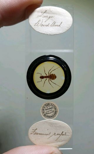 Very Fine Antique Whole Insect Microscope Slide " Large Wood Ant " By Darlaston