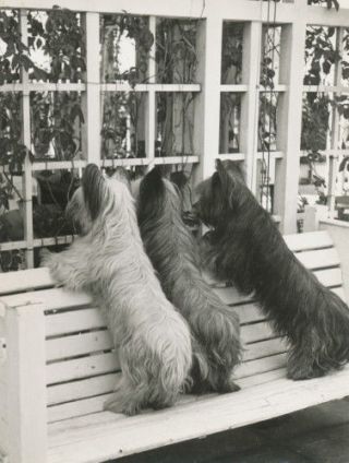 Vintage Photo Three Skye Terrier Dog Dogs Looking In Window Lge Note Cards