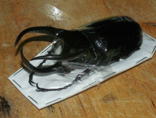 85mm Chalcosoma Atlas Real Insect Beetle Indonesia Taxidermy