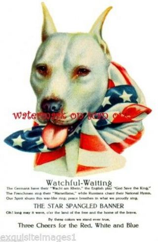 1915 Wallace Robinson Ww1 Military Staffordshire Pitbull Terrier,  Note Cards