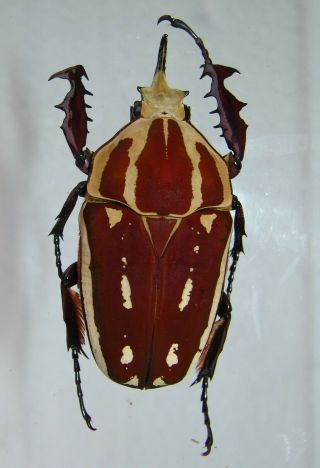Mecynorrhina Ugandensis,  Male B 66 Mm