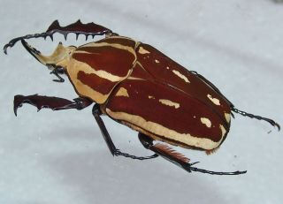 Mecynorrhina ugandensis,  male B 66 mm 2