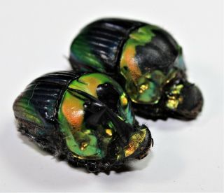 Scarabaeidae,  Sulcophanaeus Imperator Pair