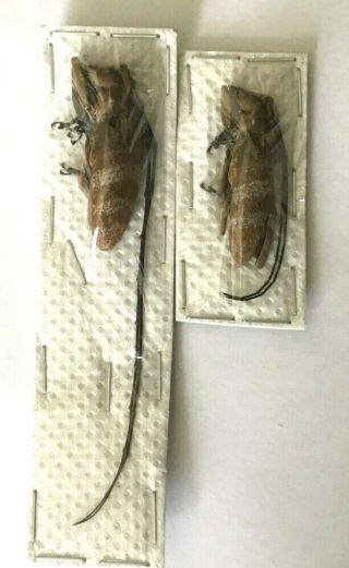 Cerambycidae - Mimocornuscoparia Chassoti Pair - Malaysia