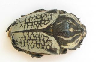 Goliathus Orientalis Female 73mm (cetoniinae)