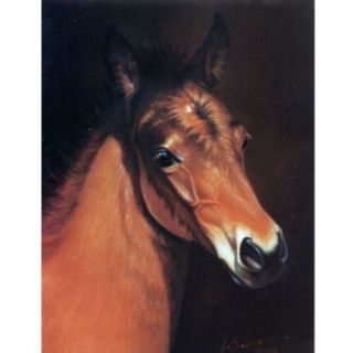 " Baby Face " - Head Of A Foal - 6 Pack Of Blank Cards - Print By Jean Barrows