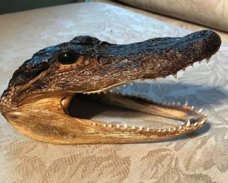 Alligator Head Skull Taxidermy Real Teeth Jaw Reptile Swamp Gator 6”