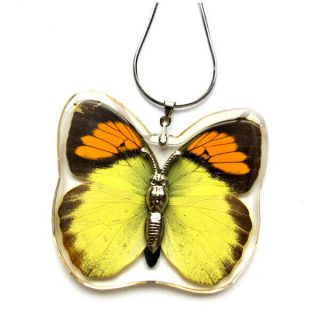Neckace Real Wings Embedment Spotless Grass Yellow Butterfly On Chain Adjust