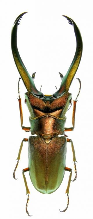 Insect Beetle Lucanidae Cyclommatus Truncatus 80 Mm S.  Sumatra