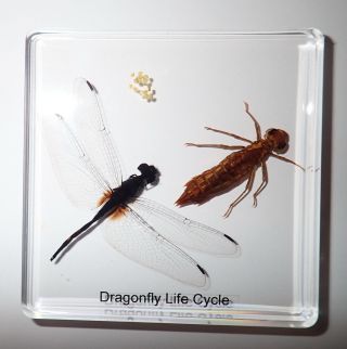 Dragonfly Life Cycle 3 Stages Simplified Set Education Insect Specimen Slide
