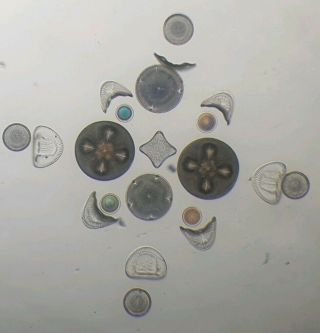Very Fine Antique Exhibition Diatom Microscope Slide " Arranged Diatoms " Cole