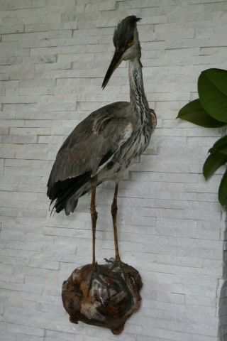 Old Lovely Vintage Grey Heron Taxidermy Collectors About 1970
