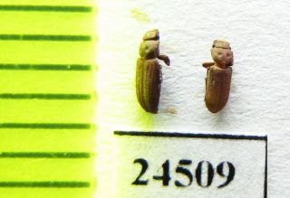 Tenebrionidae,  Cnemeplatia Atropos,  Uzbekistan