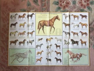 Vintage Sam Savitt Guide To Horses Poster Educational C 1963 Scholastic