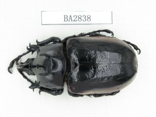 Beetle.  Eupatorus Sp.  China,  Yunnan,  Yingjiang.  1pcs.  Ba2838.