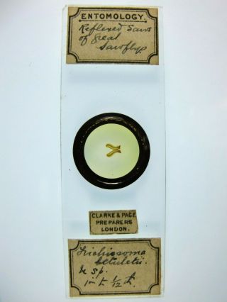 Antique Microscope Slide By Clarke & Page.  " Reflexed Saws Of Great Saw Fly ".