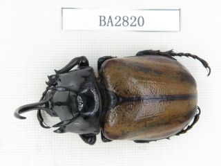 Beetle.  Eupatorus Sp.  China,  Yunnan,  Tengchong.  1m.  Ba2820.