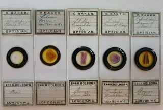Fine Group Of 5 Antique Botanical Microscope Slides By C.  Baker