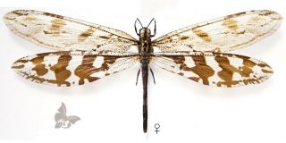 Palpares Stenares Madagascariensis - Female - Giant - 1pc,  Unmounted