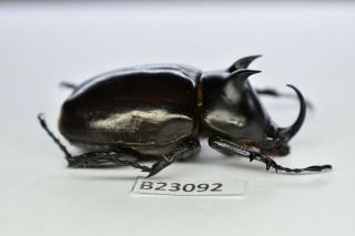 B23092 – Eupatorus Endoi Ps.  Beetles,  Insects Dak Nong Vietnam 47mm