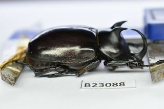 B23088 – Eupatorus Endoi Ps.  Beetles,  Insects Dak Nong Vietnam 44mm