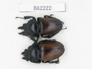 Beetle.  Neolucanus Sp.  China,  Guizhou,  Mt.  Leigongshan.  1p.  Ba2222.