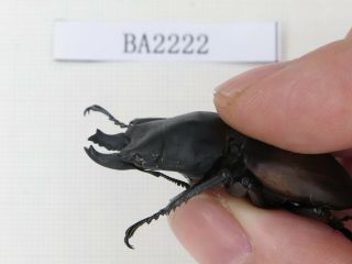 Beetle.  Neolucanus sp.  China,  Guizhou,  Mt.  Leigongshan.  1P.  BA2222. 2