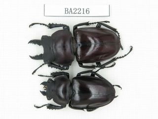 Beetle.  Neolucanus Sp.  China,  Guizhou,  Mt.  Leigongshan.  1p.  Ba2216.