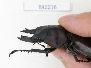 Beetle.  Neolucanus sp.  China,  Guizhou,  Mt.  Leigongshan.  1P.  BA2216. 2