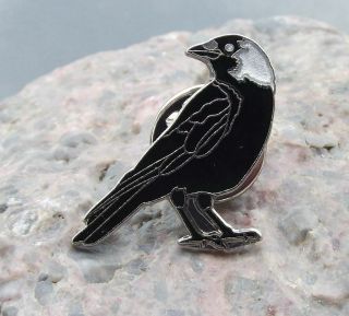 Eurasian European Western Jackdaw Black Crow Bird Family Tie Pin Badge