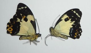 Papilionidae.  1 Pair Papilio Euchenor Euchenor.  Bintuni.  West Papua (23)