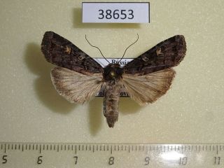 38653p Noctuidae Actebia Fennica F