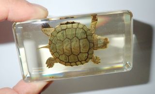 Red - Eared Slider Turtle 73x40x20 Mm Amber Clear Paperweight Education Specimen