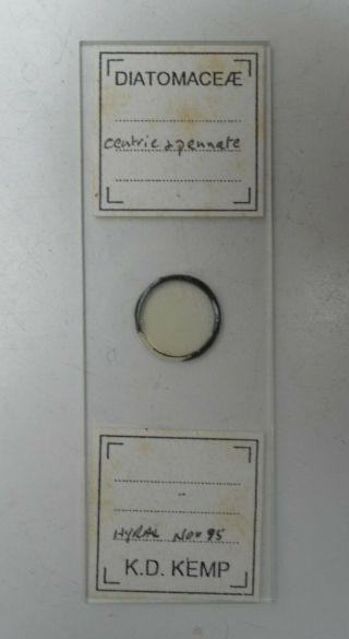 Vintage Microscope Slide Diatoms By The Acclaimed Modern Mounter K.  D Kemp