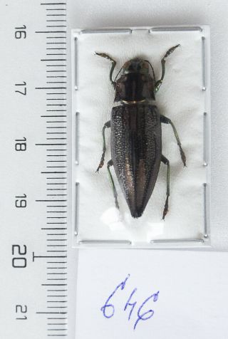 Buprestidae: Cyphogastra Sp.  A1,  1 Pc