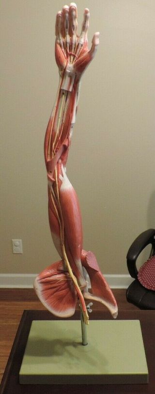 Vintage 42 " Somso Shoulder Arm & Hand Muscles Anatomical Display Model On Stand