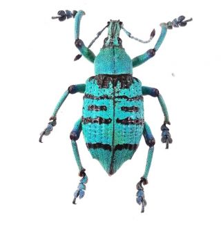 Eupholus Casadioi - Curculionidae 25mm From Jayapura Province Papua,  Indonesia