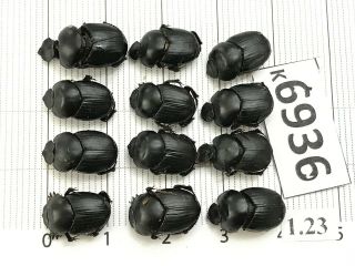 K6936 Unmounted Beetle Carabidae Scarabaeidae Vietnam Central