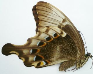 Papilio Peranthus Adamantius Female From Bantimurung,  Sulawesi
