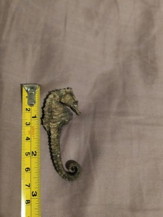 2 3/4 " Dried Seahorse Erectus Skeleton Curled Tail