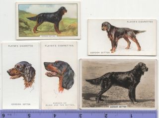 Gordon Setter Dog Pet Canine 5 Different Vintage Ad Trade Cards 4