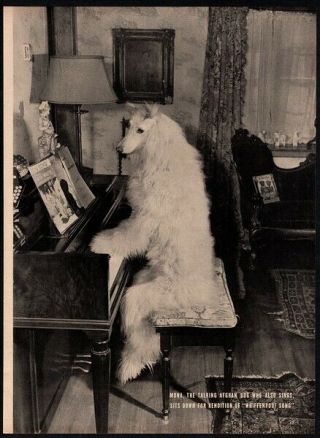 1949 Mona The Afghan Puppy Dog Who Plays Piano Vintage 1 Page Photo - Funny