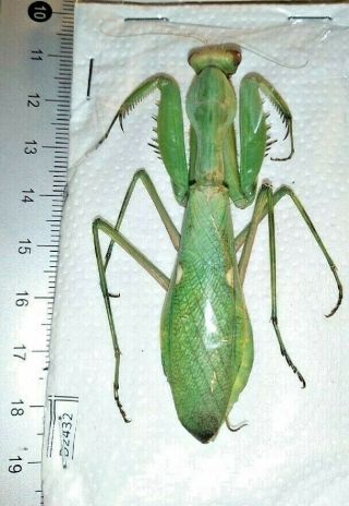Mantodea Mantidae Sp.  1