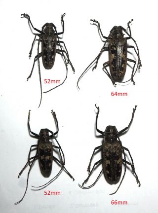 Cerambycidae.  2 Pairs Batocera Gertaeckeri.  Peleng Is