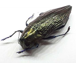 Coleoptera/buprestidae Sp 4 From Peru