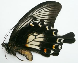 Papilio Ascalaphus Ascalaphus Female From Bantimurung,  Sulawesi