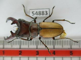 54883 Lucanidae: Cyclommatus Sp.  Vietnam N