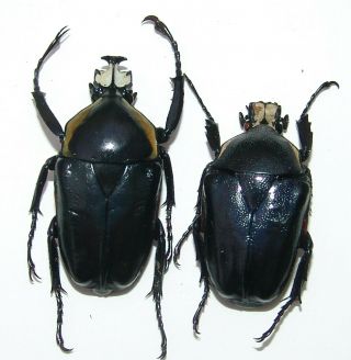 Dicronorrhina Derbyana,  Male A 37 Mm,  Female A 32 Mm