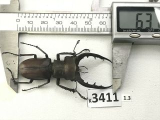 K3441 Unmounted Beetle Lucanus Luci Vietnam Central